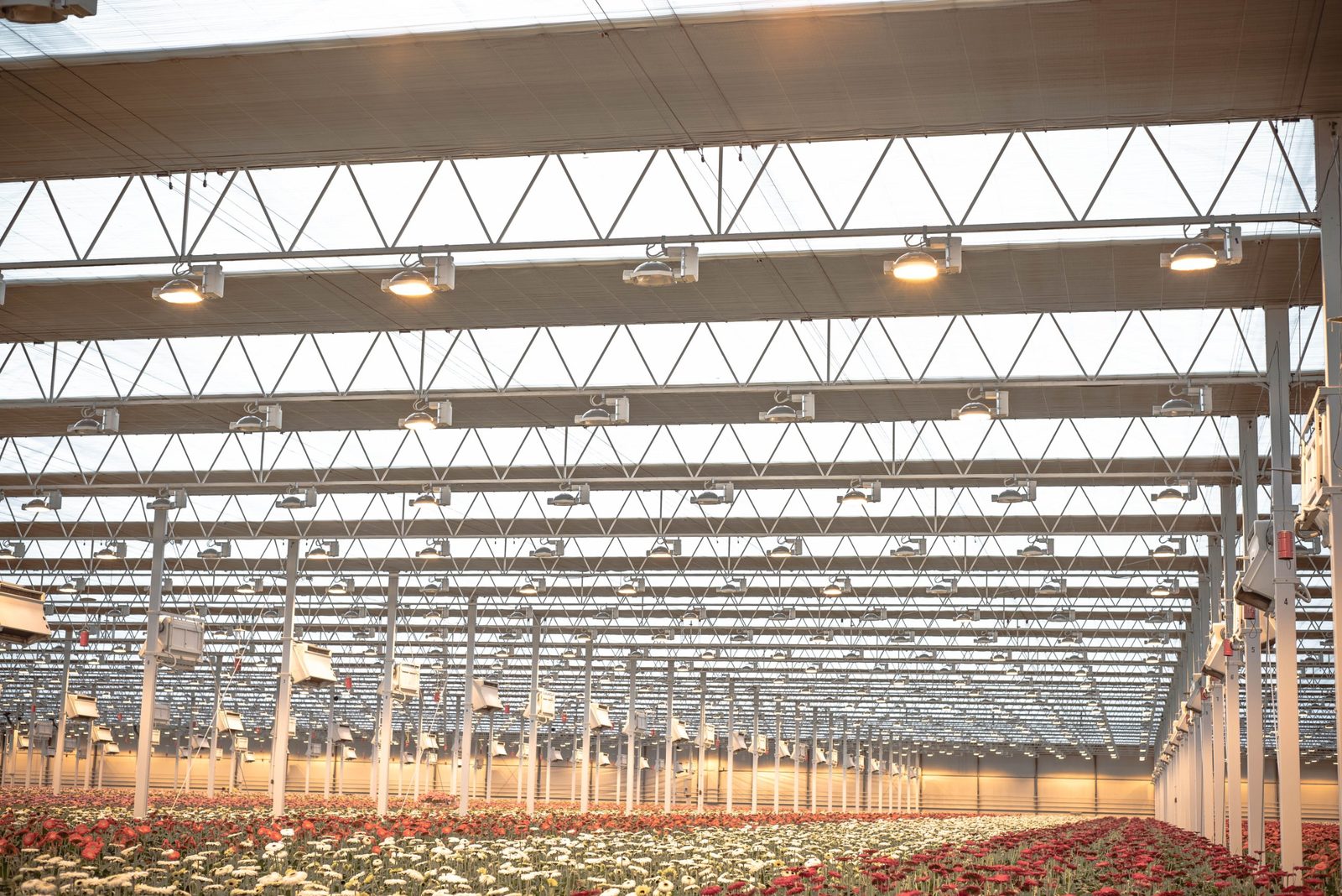 Gerbera greenhouse with climate screens under the roof and grow lights